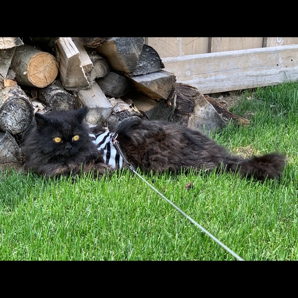 Meet your Posher, Pamela - Picture 5 of 11